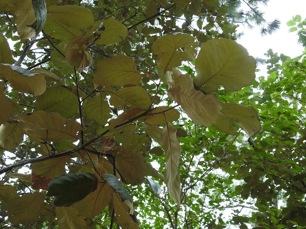 Quercus candicans